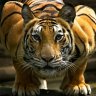 Tigger