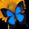 🦋Бабочка🦋