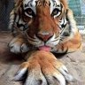 Shurik